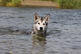 ALASKAN MALAMUTE 654